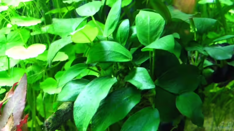 Anubia barteri var. nana von André Martin (7)