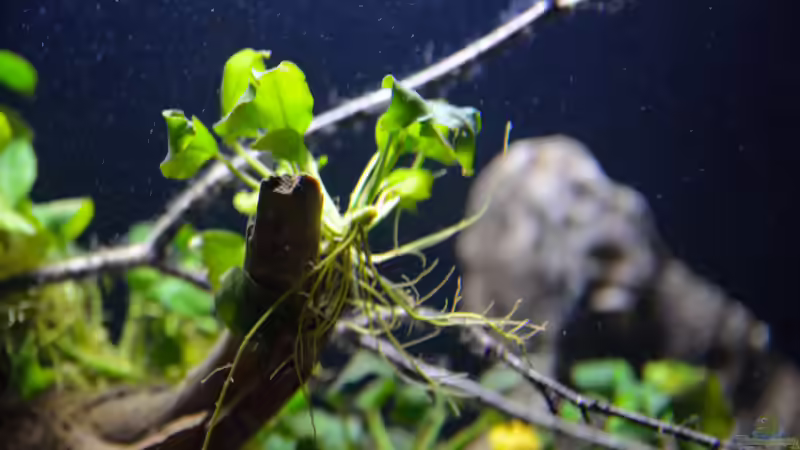 Anubia barteri var. nana von Didi (17)