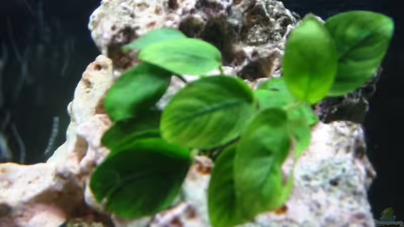 Anubia barteri var. nana von Felix Fabian (5)
