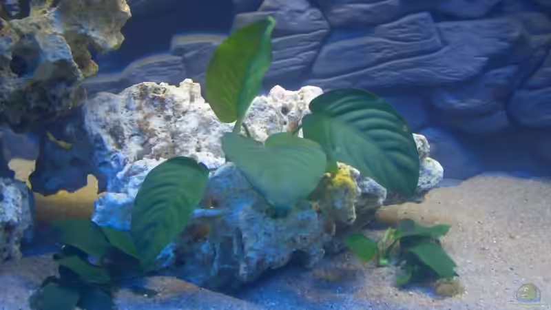 Anubia Barteri von Alfred Hahn (5)