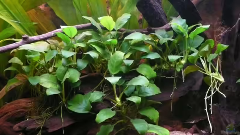 Anubia barteri von Andreas Fuchs (6)