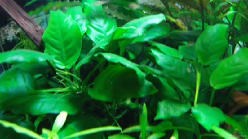 Anubia barteri von Aquarienfreund44 (9)