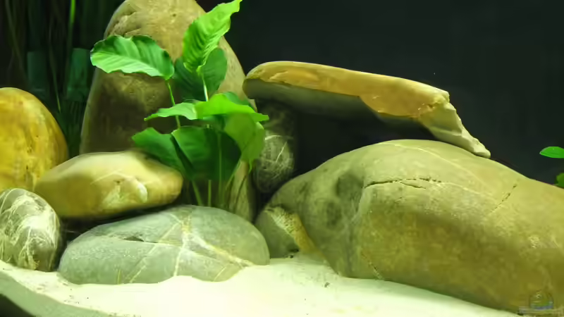 Anubia barteri von axolotl (9)