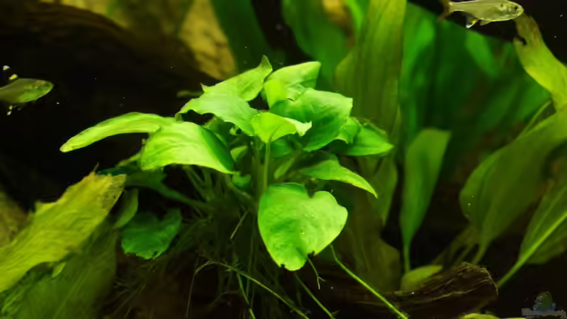 Anubia barteri von Fäbi_CH (16)