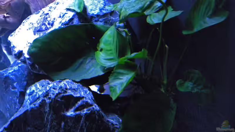 Anubia barteri von flightsim (33)