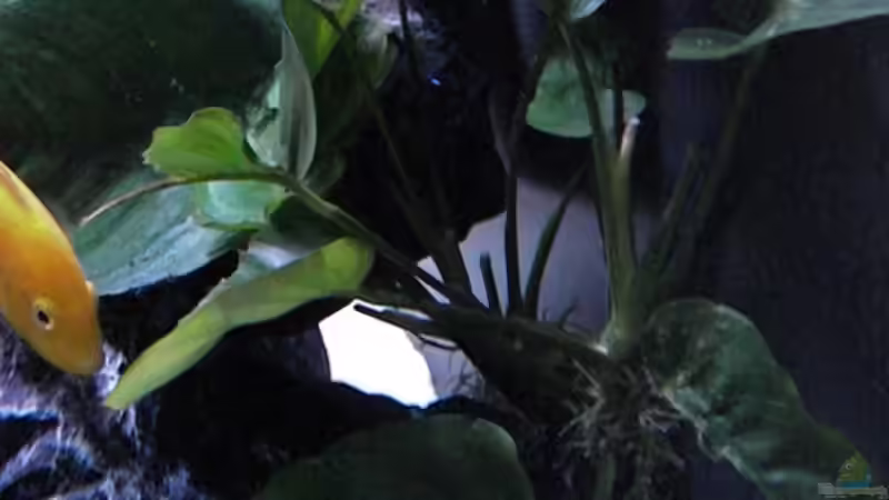 Anubia barteri von flightsim (35)