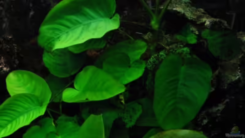 Anubia barteri von Harald Gröner (4)