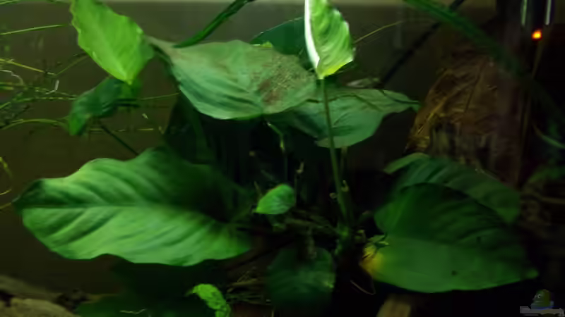 Anubia barteri von Koehler (18)