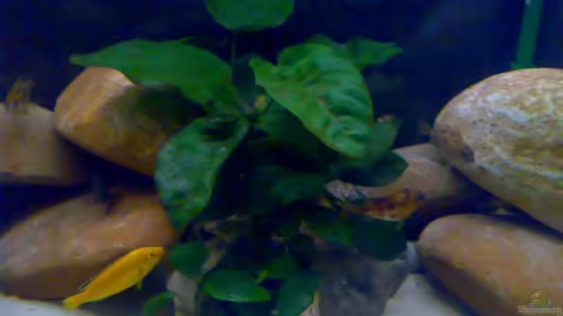 Anubia barteri von Northernlights (6)