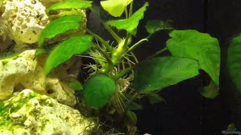 Anubia barteri von Philipp Schneider (5)