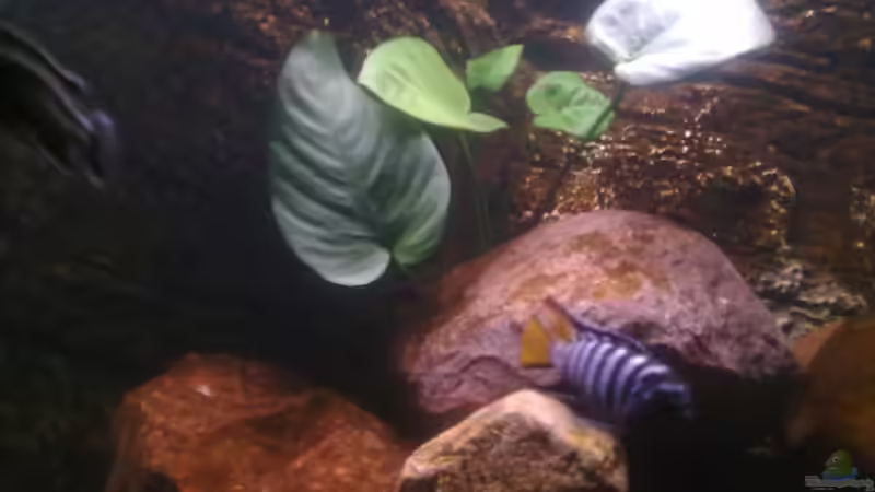 Anubia Barteri von Robert Verhülsdonk (11)