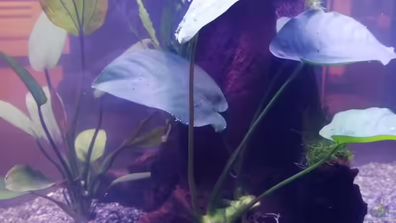 anubia barteri von Vera_K. . (5)