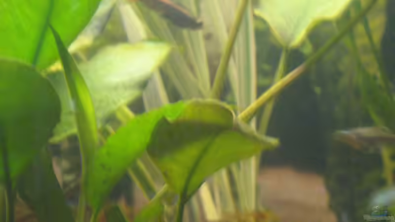 Anubia barterii mit Blüte von Vilma Remmert-Fontes (4)