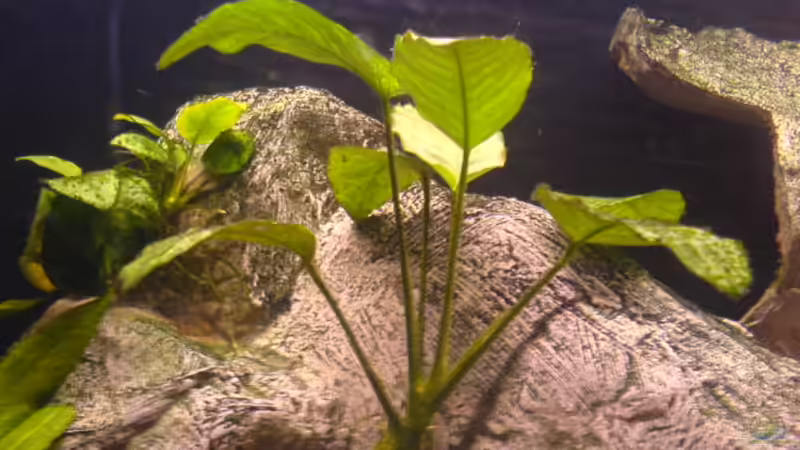 Anubia Bateri von Ronny Laumer (4)