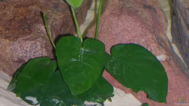 Anubia baterie von Costa Reichl (4)