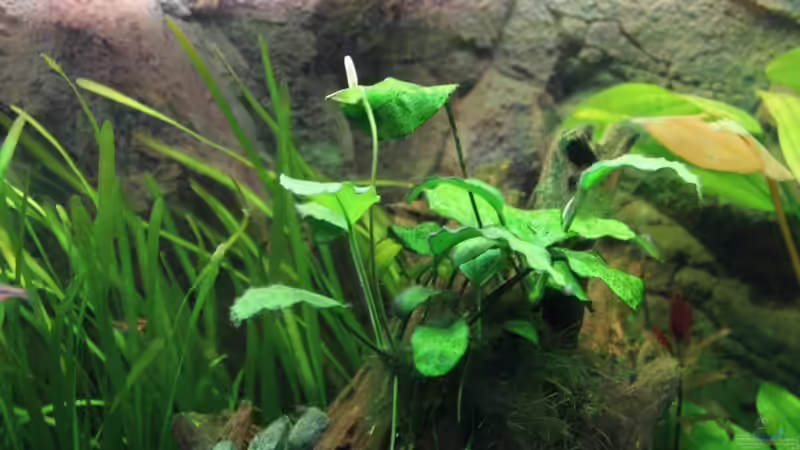 Anubia blüht von Springer (27)