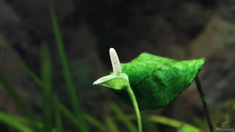 Anubia Blüte von Springer (28)