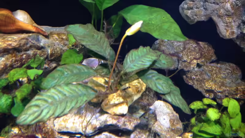 Anubia coffeefolia mit Blüte  von Martina (12)