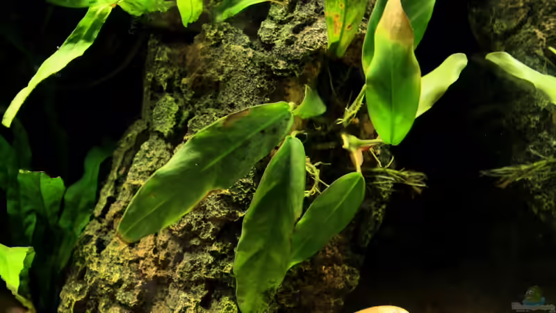 Anubia congensis von die Perle... (14)