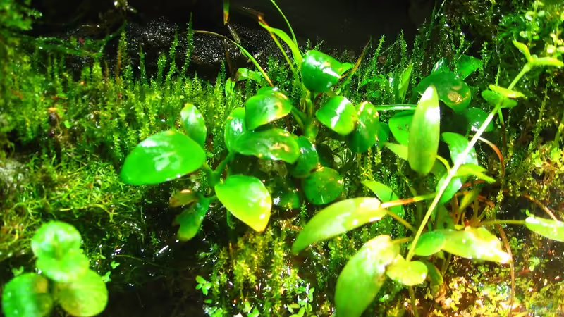 Anubia ´emers´ von Manni 13 (6)