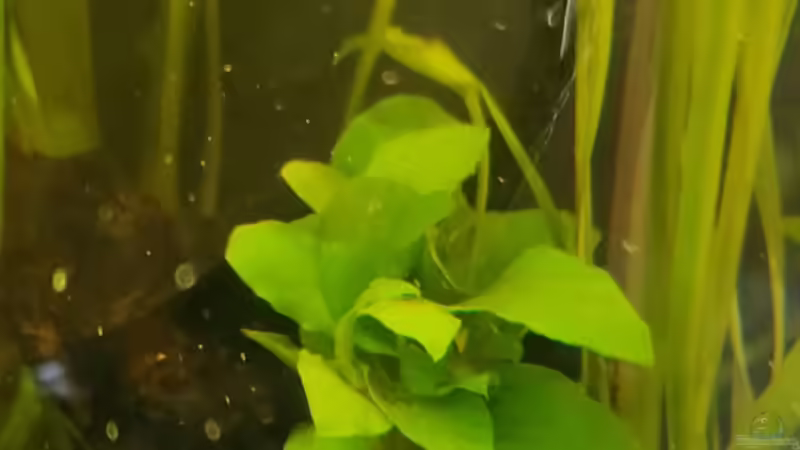 Anubia-golden von Garnelenonkel (7)