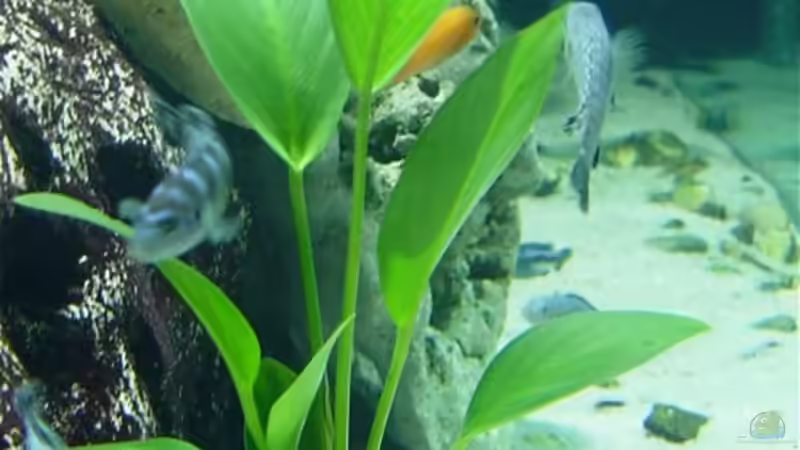 Anubia hastifolia von Robert Schlecht (7)