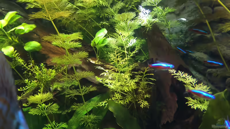 Anubia im Stamm von Diedelsen (7)