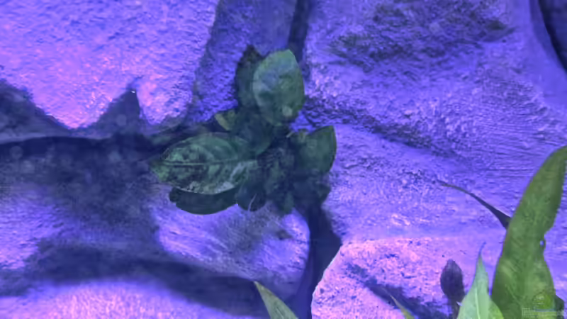 Anubia in der Felsspalte von Cruiser Bruno (33)