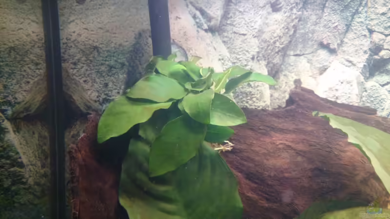 Anubia klein von Frank S (7)