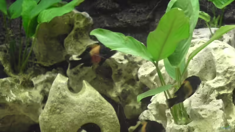 Anubia Laceolata von Ralf Heinrich (3)