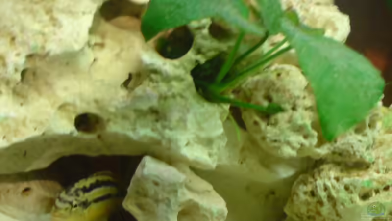 Anubia links von Hannes (4)