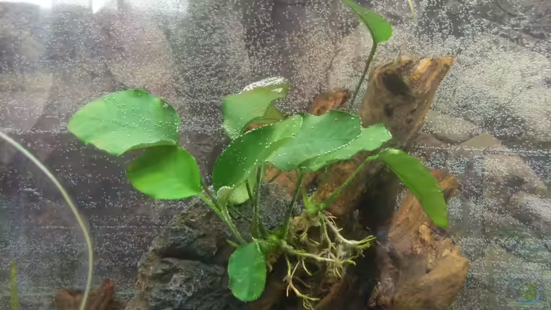 Anubia nach Einrichten von Springer (26)