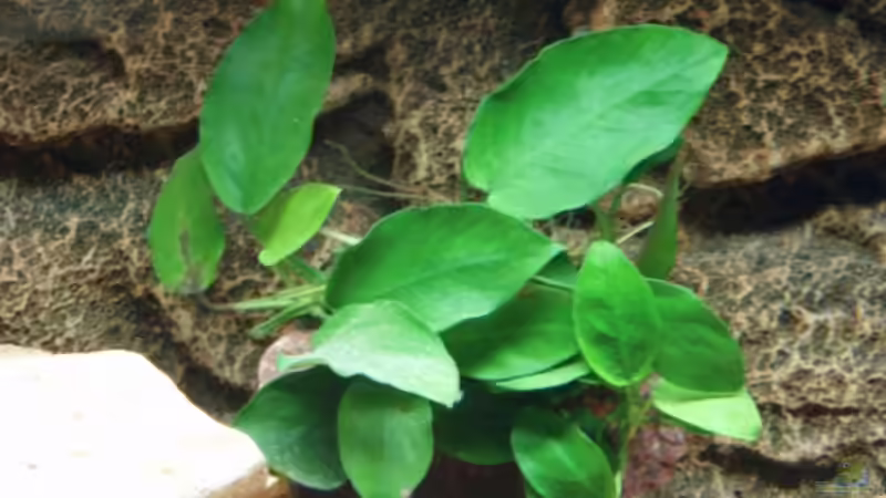 Anubia nana, 14.04.08 von Patrick Bärenfaller (11)