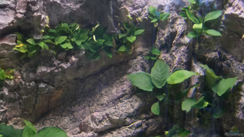 Anubia Nana ,Barteri von Michael Walther (8)