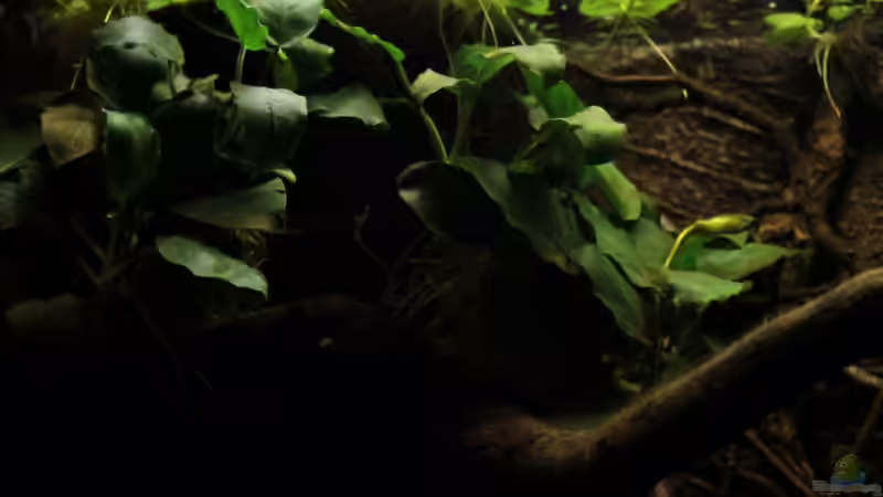 Anubia nana, schon an der Filtermatte festgewachsen von die Perle... (25)