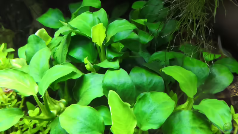 Anubia Nana  von Aquaritch (26)