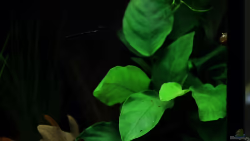 Anubia nana  von die Perle... (16)