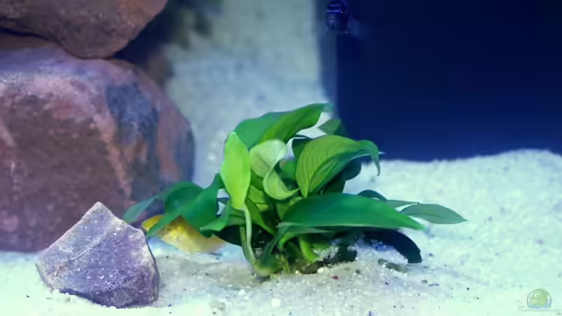 Anubia-Nana  von Uwe Zawadski (4)