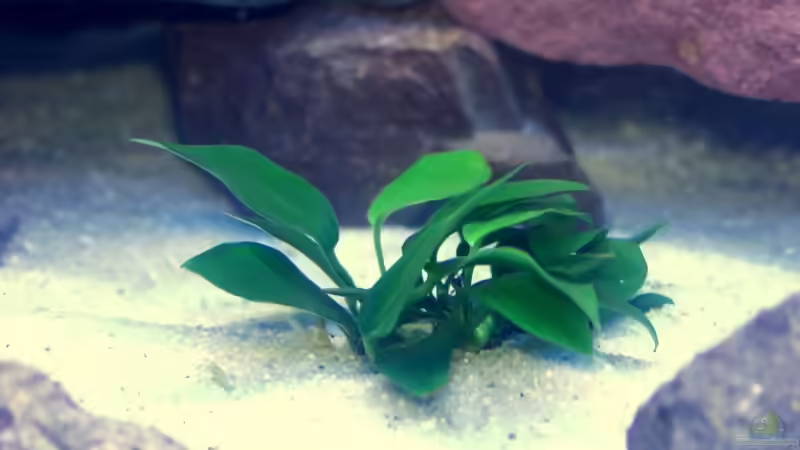 Anubia-Nana 1 von Uwe Zawadski (5)