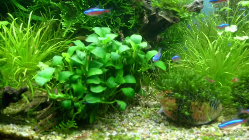 Anubia nana bonsai  von Volkmar1 (24)