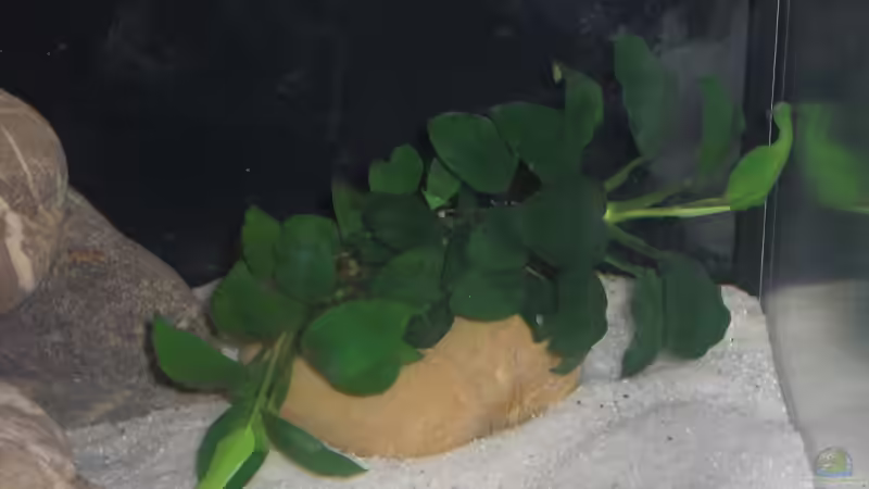 Anubia nana bonsai 1 von Malawi TOM (16)