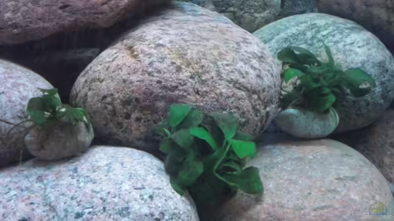 Anubia nana bonsai 3 Stück von Malawi TOM (23)
