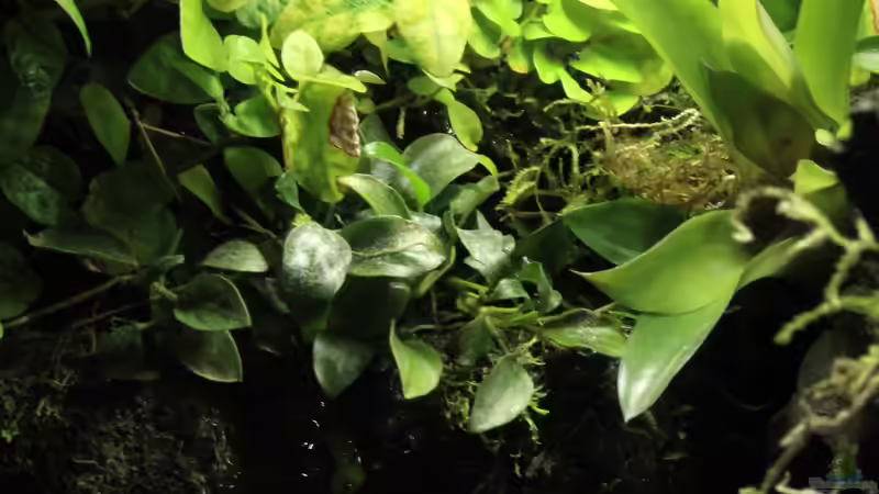 Anubia nana bonsai von die Perle... (40)