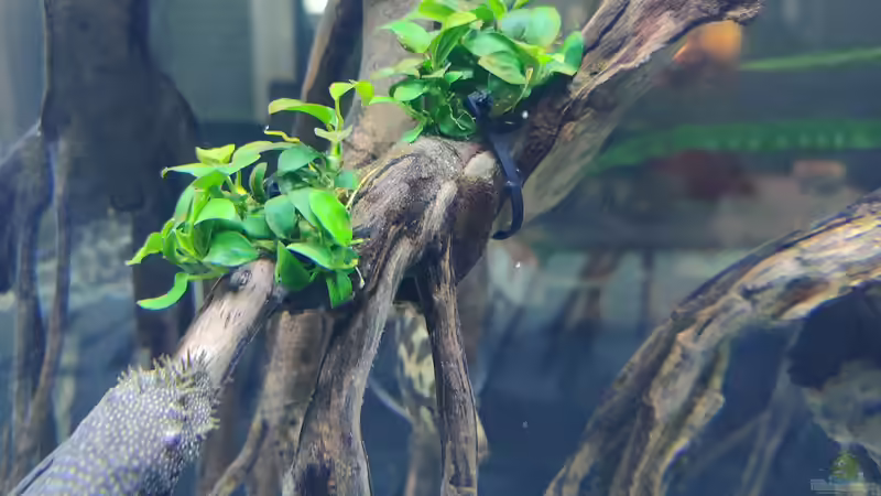 Anubia nana ´bonsai´ von LEDaquaristik.de (5)