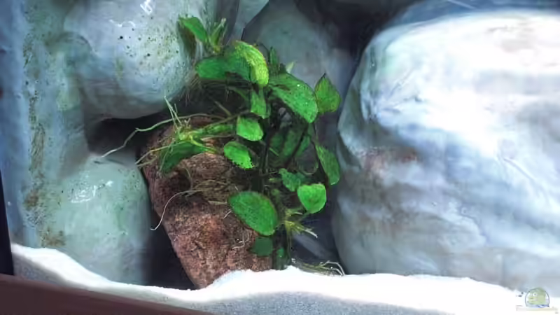 Anubia nana Bonsai von Malawi TOM (12)