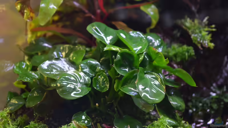 Anubia nana Coin von Junglist (16)