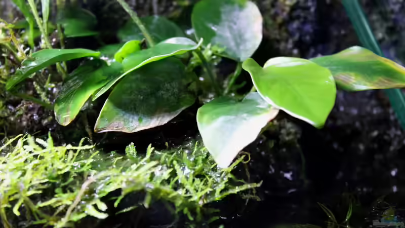 Anubia nana emers von die Perle... (37)