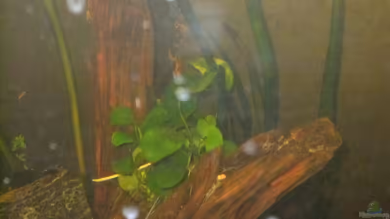 Anubia nana frisch aufgebunden 08/2011 von Pflanzennarr (13)