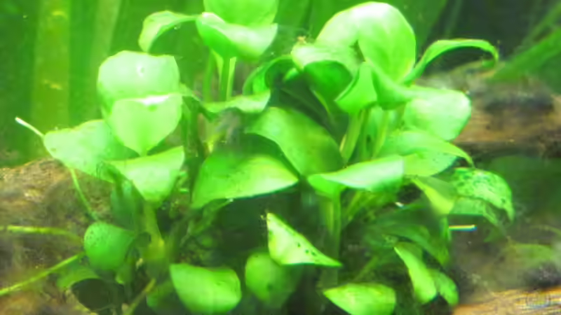 Anubia nana mini auf Wurzel von Opodeldok (24)