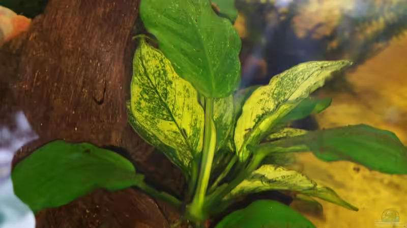 Anubia Nana Pinto  von Sandra 1980 (3)